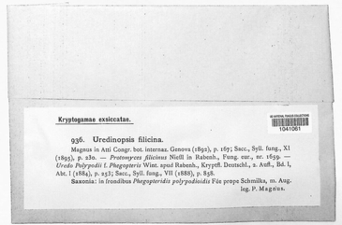 Uredinopsis filicina image